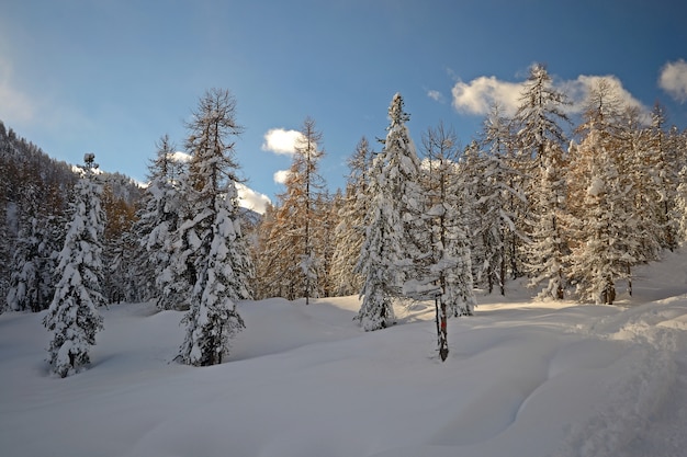 Heure d'hiver dans les Alpes, forêt de mélèzes sous la neige