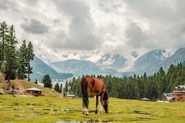 Heures de pâturage dans les pâturages Fairy Meadows Nanga Parbat Mountains View Point