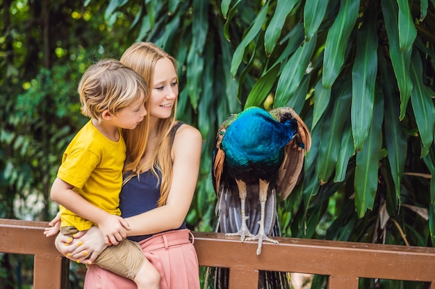 Heureuse famille maman et fils regardant paon dans le parc