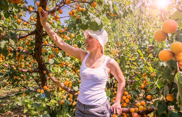 Heureuse femme Récolte de fruits frais d'abricot sur arbre