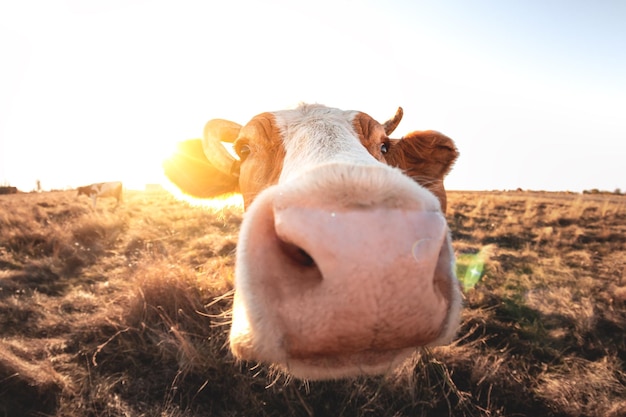 Heureuse seule vache dans le pré pendant le coucher du soleil d'été Vaches qui paissent sur des terres agricoles