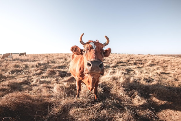 Heureuse seule vache dans le pré pendant le coucher du soleil d'été Vaches qui paissent sur des terres agricoles