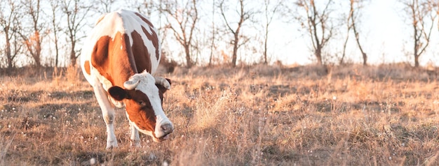 Heureuse seule vache dans le pré pendant le coucher du soleil d'été Vaches qui paissent sur des terres agricoles