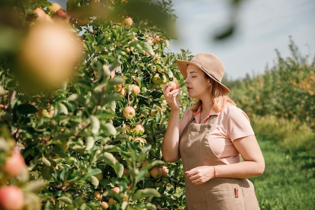 Heureuse souriante ouvrière agricultrice cueillant et sentant des pommes mûres fraîches dans le jardin du verger pendant la récolte d'automne