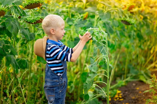 Heureux bébé garçon blond assis dans un champ de tournesols en été