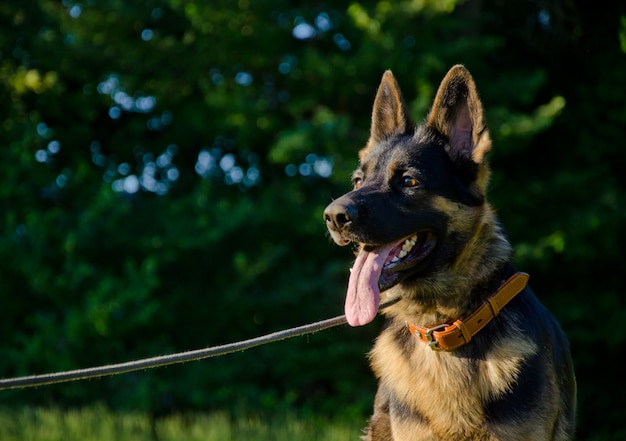 Heureux berger allemand au soleil