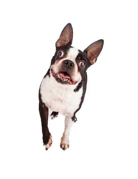 Heureux Boston Terrier marchant vers l'avant