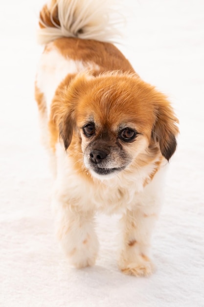 Heureux Cavalier King Charles Spaniel Chien de près