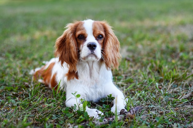 Heureux cavalier King Charles spaniel se trouve sur l'herbe dans le parc par une chaude journée claire