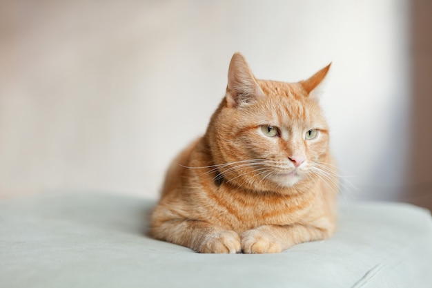 Heureux chat gingembre orange assis sur la chaise et se reposant à la maison. espace de copie. Chat rouge drôle dans une atmosphère chaleureuse à la maison. Chat roux tigré couché. À la recherche de chat roux, assis sur la chaise.