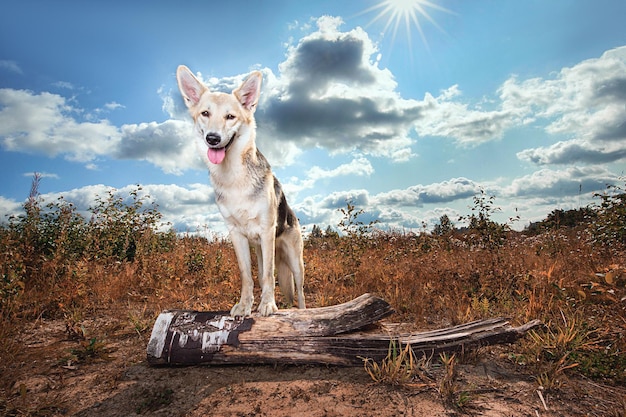 Heureux chien bâtard debout sur log à nature