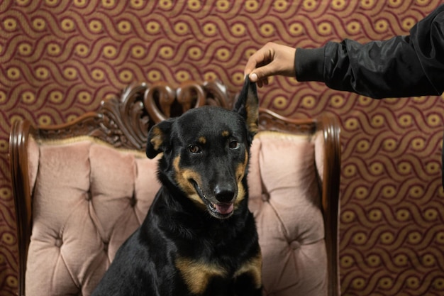 Heureux chien bâtard noir assis sur un canapé pendant que son humain tient son oreille avec sa main