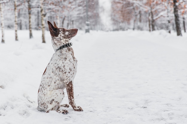 Heureux chien blanc-brun au collier, assis sur un champ neigeux dans la forêt de l&#39;hiver