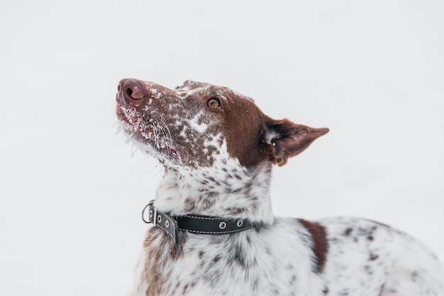 Heureux chien blanc-brun au collier, jouant avec la neige sur le terrain en wi