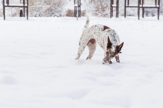 Heureux Chien Blanc-brun En Collier Jouant Sur Un Champ Neigeux Dans La Forêt De L'hiver