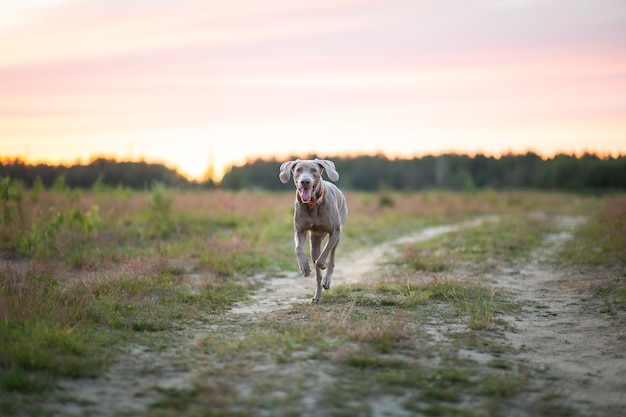 Heureux chien braque de Weimar courant à countryroad dans le champ pendant le coucher du soleil