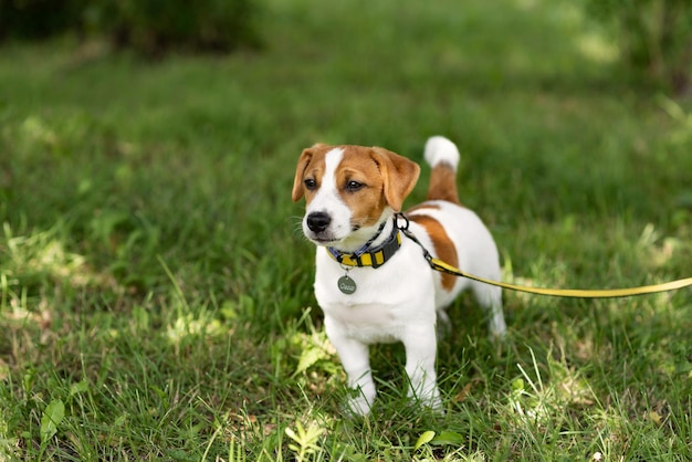 Heureux chien jack russell jouant dans le parc aux beaux jours