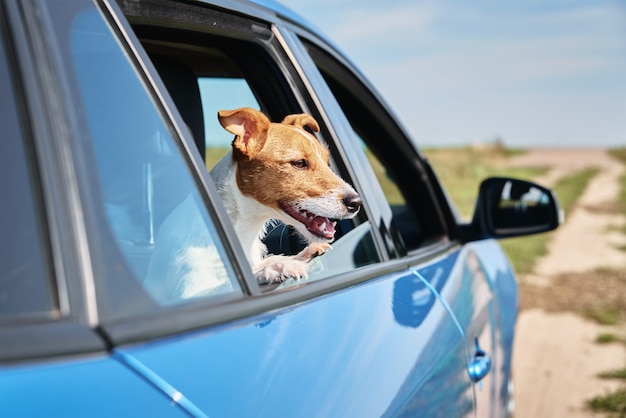 Heureux chien Jack Russell Terrier à la fenêtre de la voiture. Voyage avec un chien