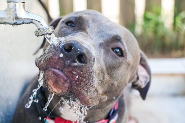 Heureux chien Pit Bull buvant de l'eau du robinet dans le parc après avoir joué. Mise au point sélective.