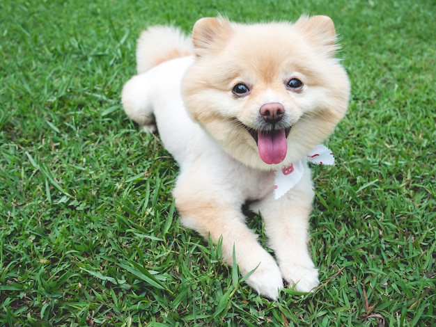 Heureux chien de Poméranie avec de grands yeux noirs et les cheveux bruns se détendre en plein air.