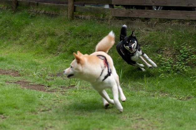 Heureux chien shiba inu sur berger Lapponian jaune et noir Lapinporokoira ou chien renne Lapp