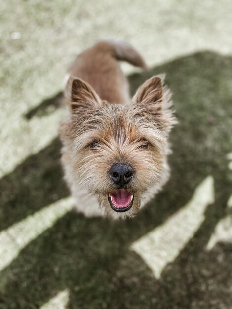 Photo heureux le chien.