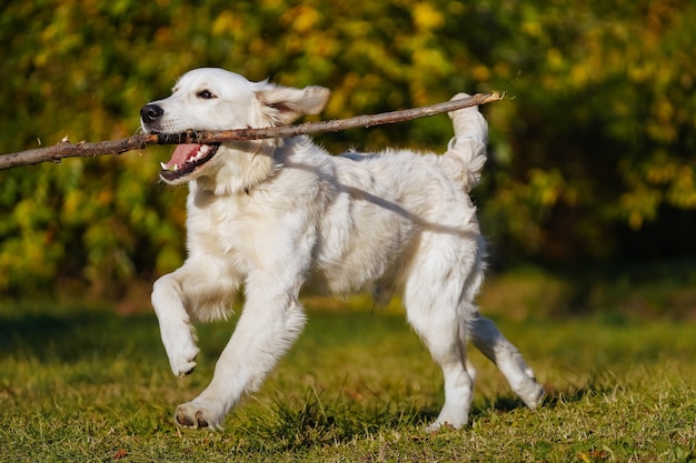 Photo heureux chiot golden retriever s'exécute avec un long bâton dans ses dents en automne parc