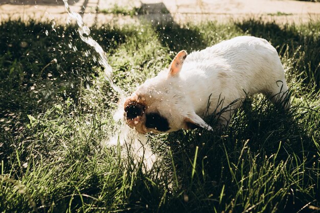 Heureux chiot humide chien jouant avec de l'eau, buvant de l'arroseur en été