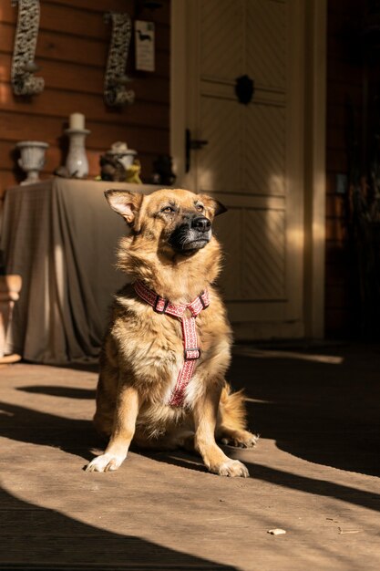 Heureux gros chien sur la véranda d'une maison de campagne thème automne ombre chaude copyspace