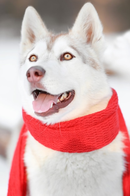 Heureux husky sibérien portant une écharpe à l'extérieur le jour de l'hiver