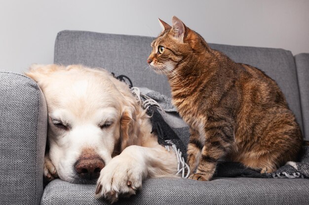 Heureux jeune chien golden retriever et mignon chat breetabby mixte sous un plaid tartan confortable Les animaux domestiques se réchauffent sous une couverture noire et blanche par temps froid d'hiver Amitié des animaux de compagnie Concept de soins pour animaux de compagnie