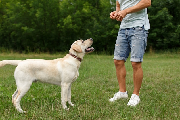 Heureux jeune homme entraîne un chien Labrador à l'extérieur