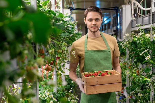 Heureux jeune homme ganté d'une ferme verticale ou d'une serre tenant une boîte en bois avec des fraises mûres tout en se tenant entre les étagères