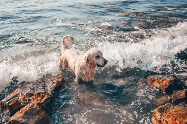 Heureux joyeux golden retriever natation en cours d'exécution sautant joue avec de l'eau sur la côte de la mer en été