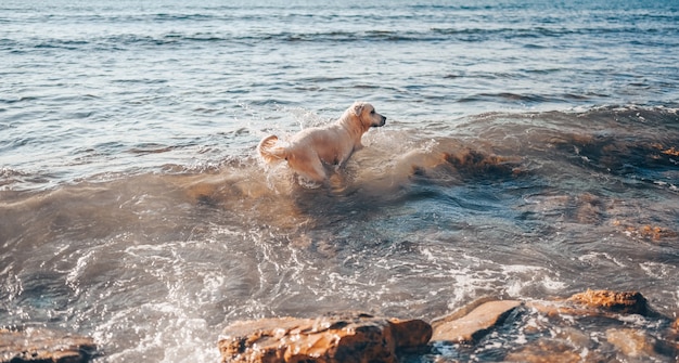 Heureux joyeux golden retriever natation en cours d'exécution sautant joue avec de l'eau sur la côte de la mer en été.