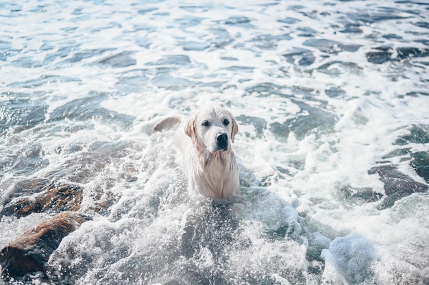 Heureux joyeux golden retriever natation en cours d'exécution sautant joue avec de l'eau sur la côte de la mer en été.