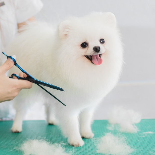 Heureux mignon chien de Poméranie blanc se toiletté au salon