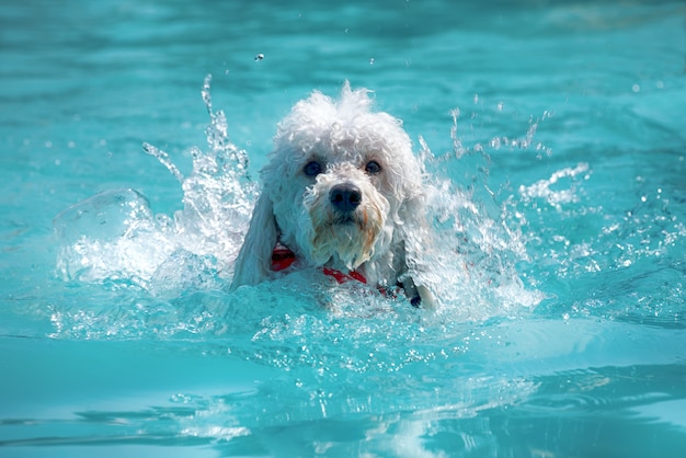 Heureux petit caniche blanc nageant dans une piscine