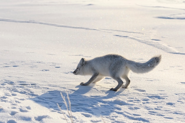 Heureux renard arctique dans la toundra d'hiver. Renard arctique drôle.