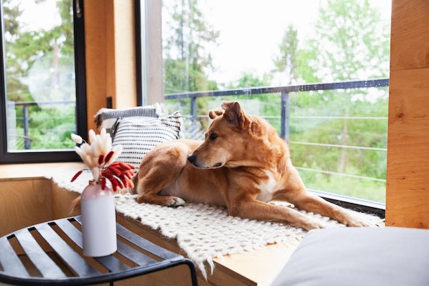 Photo heureux rouge adopter chien allongé sur un tapis de laine authentique fait à la main et des oreillers près de la fenêtre panoramique