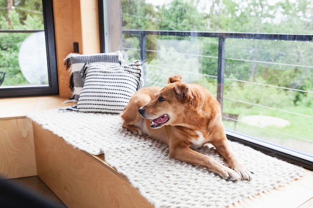 Heureux rouge adopter chien allongé sur un tapis et des oreillers en laine authentique faits à la main