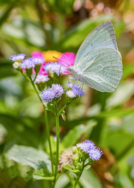 Heureux temps des papillons en journée ensoleillée