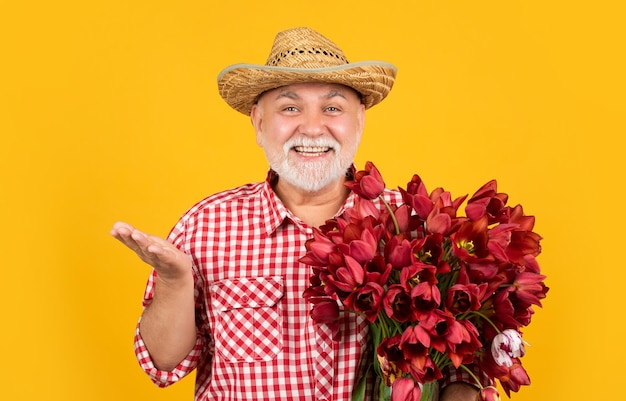 Heureux vieil homme mûr au chapeau tenir des fleurs de tulipes printanières sur fond jaune