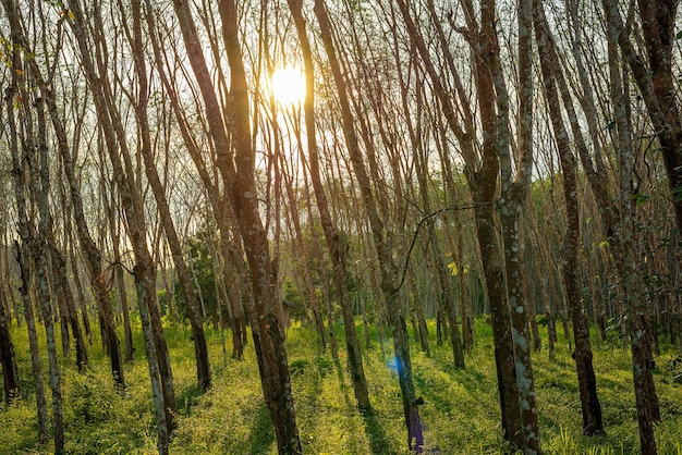 Hévéa, Caoutchouc latex, Plantation et arbre à caoutchouc dans le sud de la Thaïlande