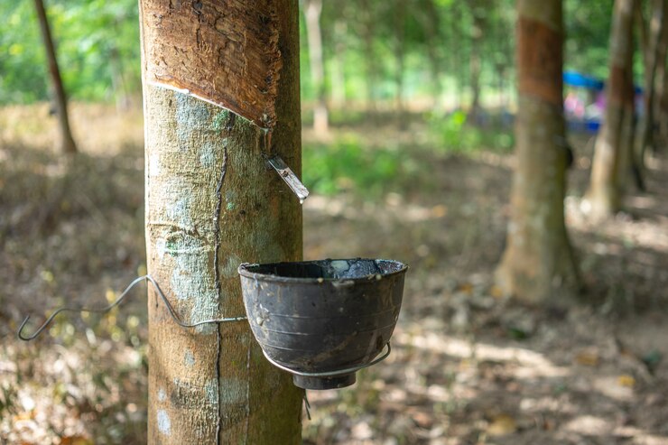 L'hévéa (Hevea brasiliensis) produit du latex.