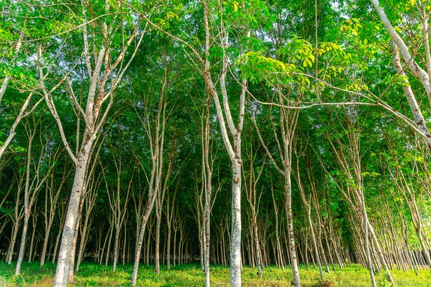 Hévéa, plantations de latex et hévéa