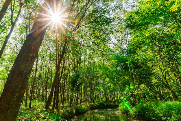 Hévéa, plantations de latex et hévéa