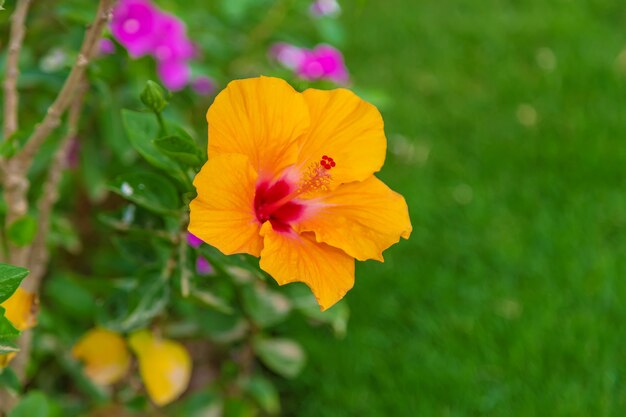 Hibiscus en fleurs sur un buisson