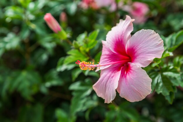 Photo hibiscus flower dof sélectionnez mise au point avec fond de feuille verte