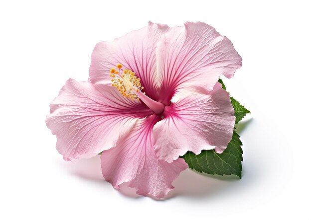 Un Hibiscus sur fond blanc